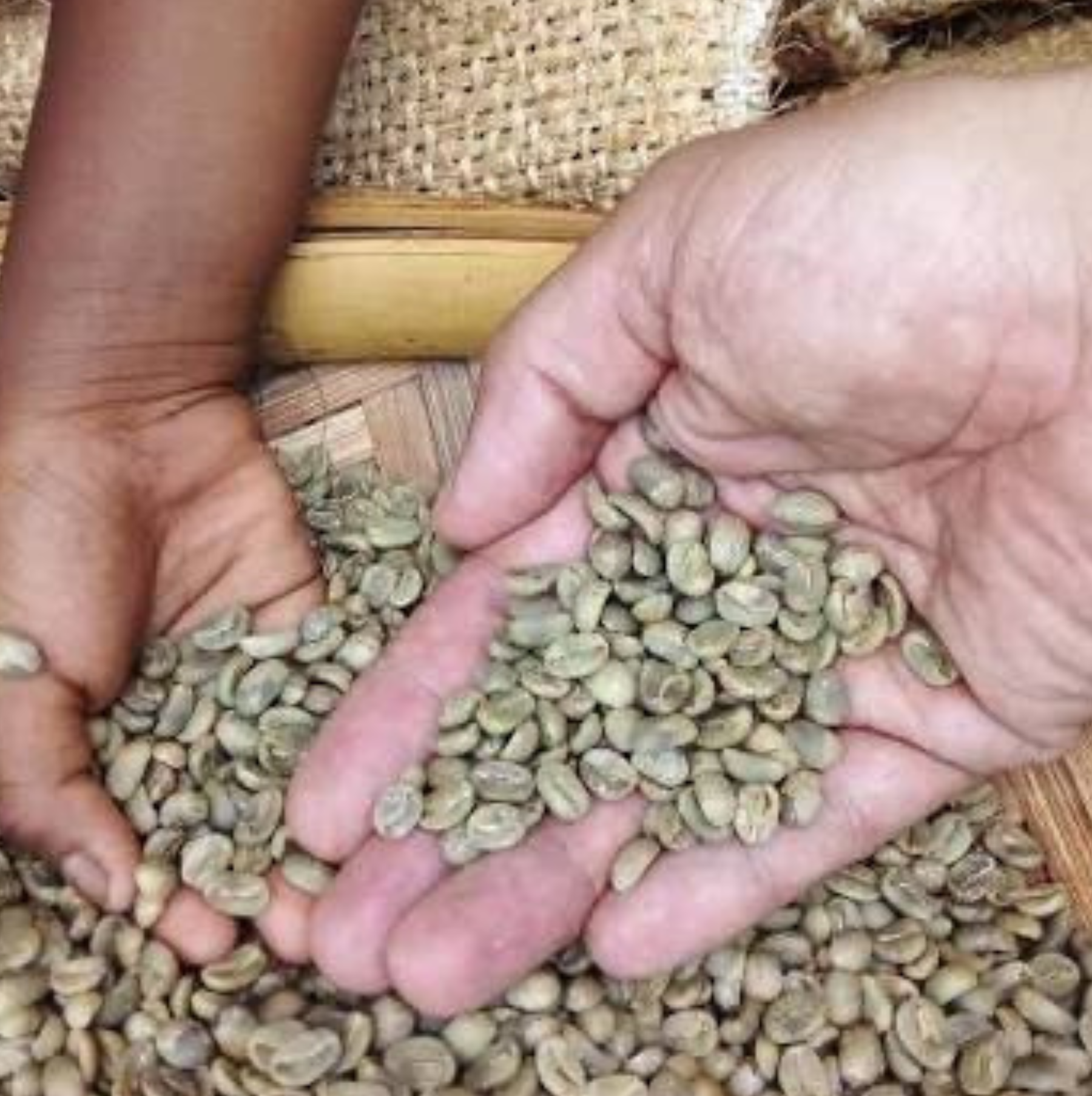 Cafe 509 - Haitian Blue Mountain Coffee